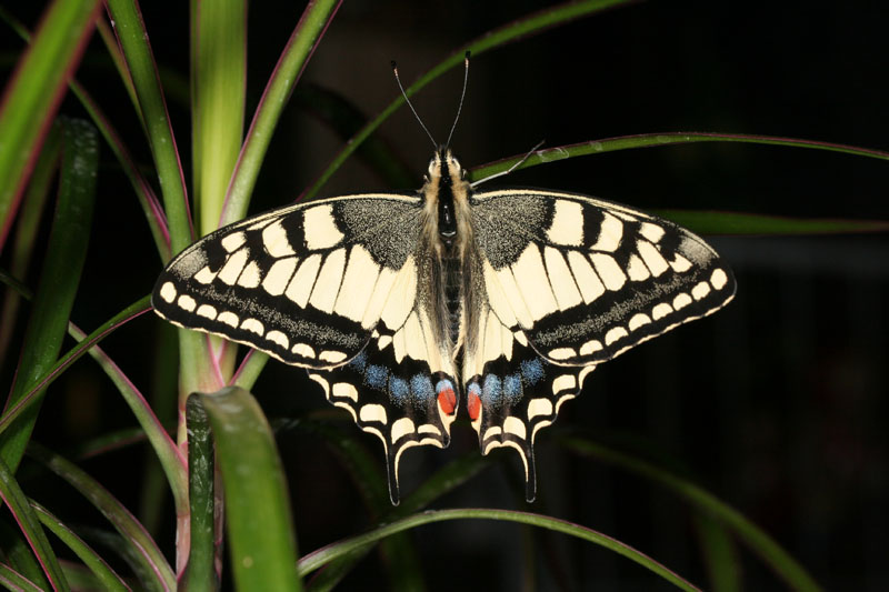 Quando scappa scappa....Papilio machaon